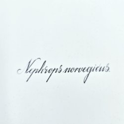 Bl� Fiskestel Fiskefad nr. 1212-3001. sortering 1 Sj�lden