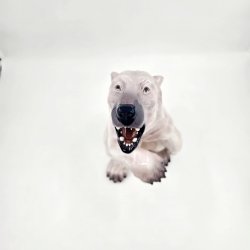 Dahl Jensen Figur Brlende Isbjrn nr. 1157. sortering 2 