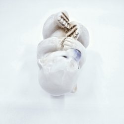 Royal Copenhagen Figur Isbjrneunge nr. 2538. sortering 2  