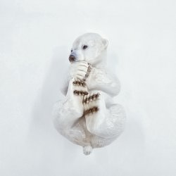 Royal Copenhagen Figur Isbjrneunge nr. 2538. sortering 2  