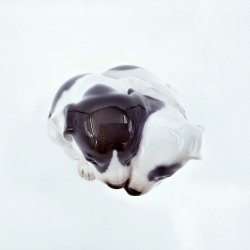 Royal Copenhagen Figur Pointer Hvalpe nr. 260. sortering 2  