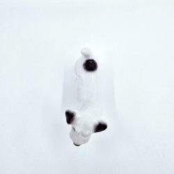 B &amp; G Figur Hund Sealyham Terrier nr. 2071. sortering 2  