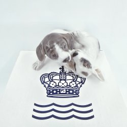 Royal Copenhagen Figur Pointer Hvalpe nr. 453. sortering 1 